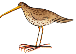 JL bird1