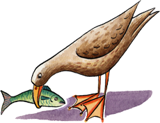 JL bird2