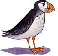 JL puffin